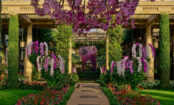 an indoor greenhouse adorned with hanging purple orchid baskets and an orchid curtain 